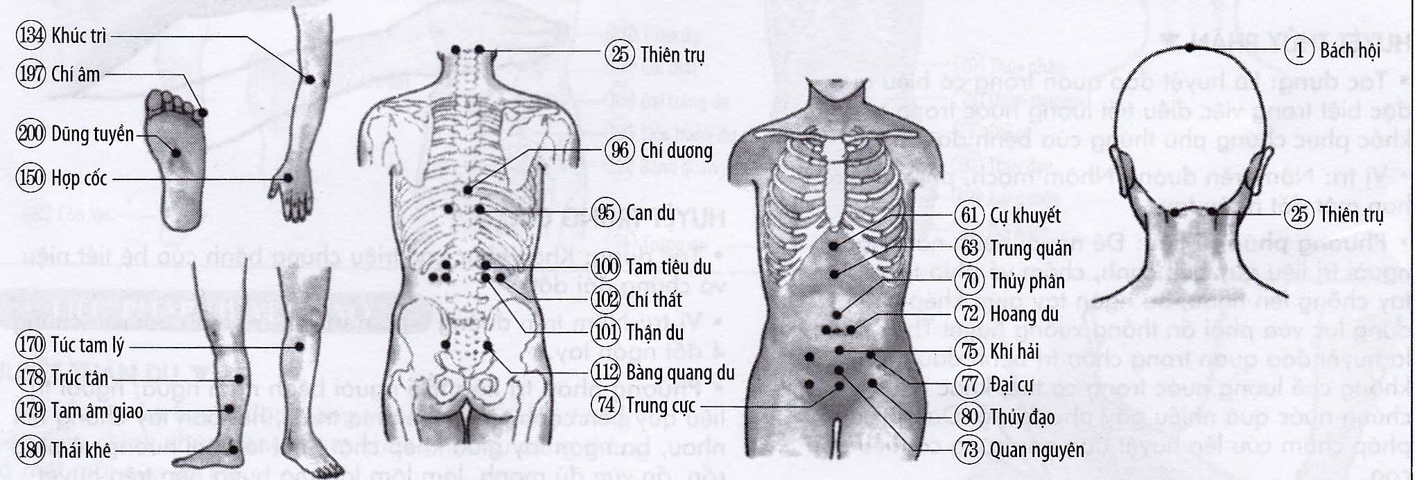 Phù thũng, đau thận