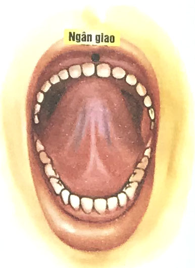Ngân Giao