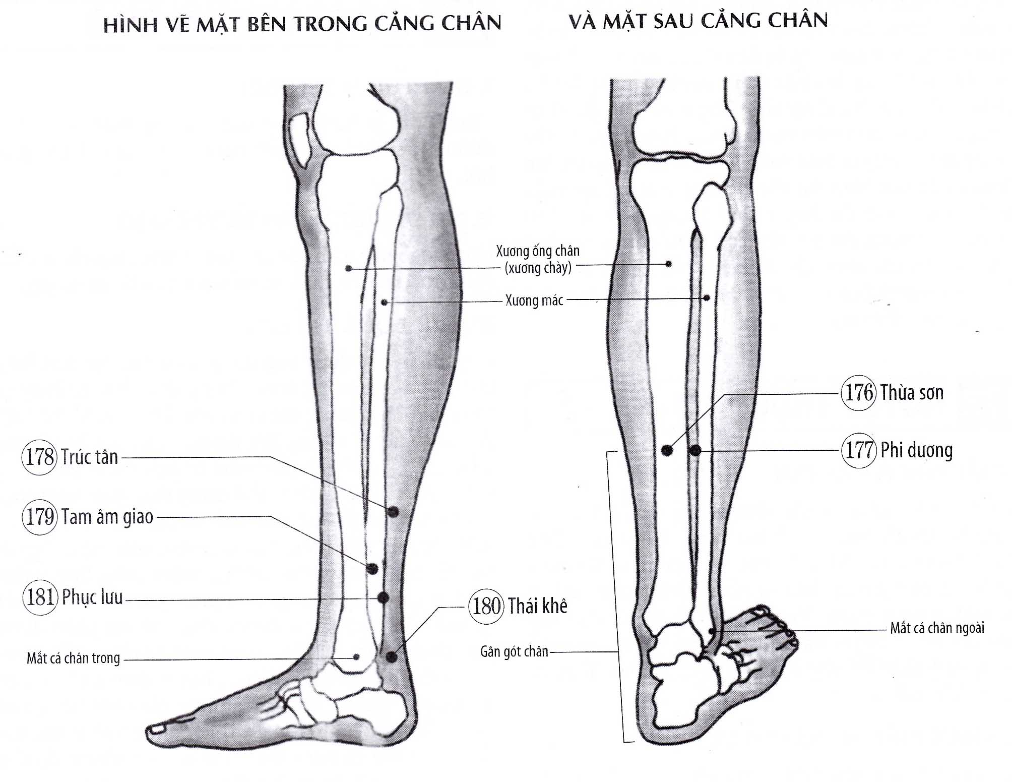Phục Lưu
