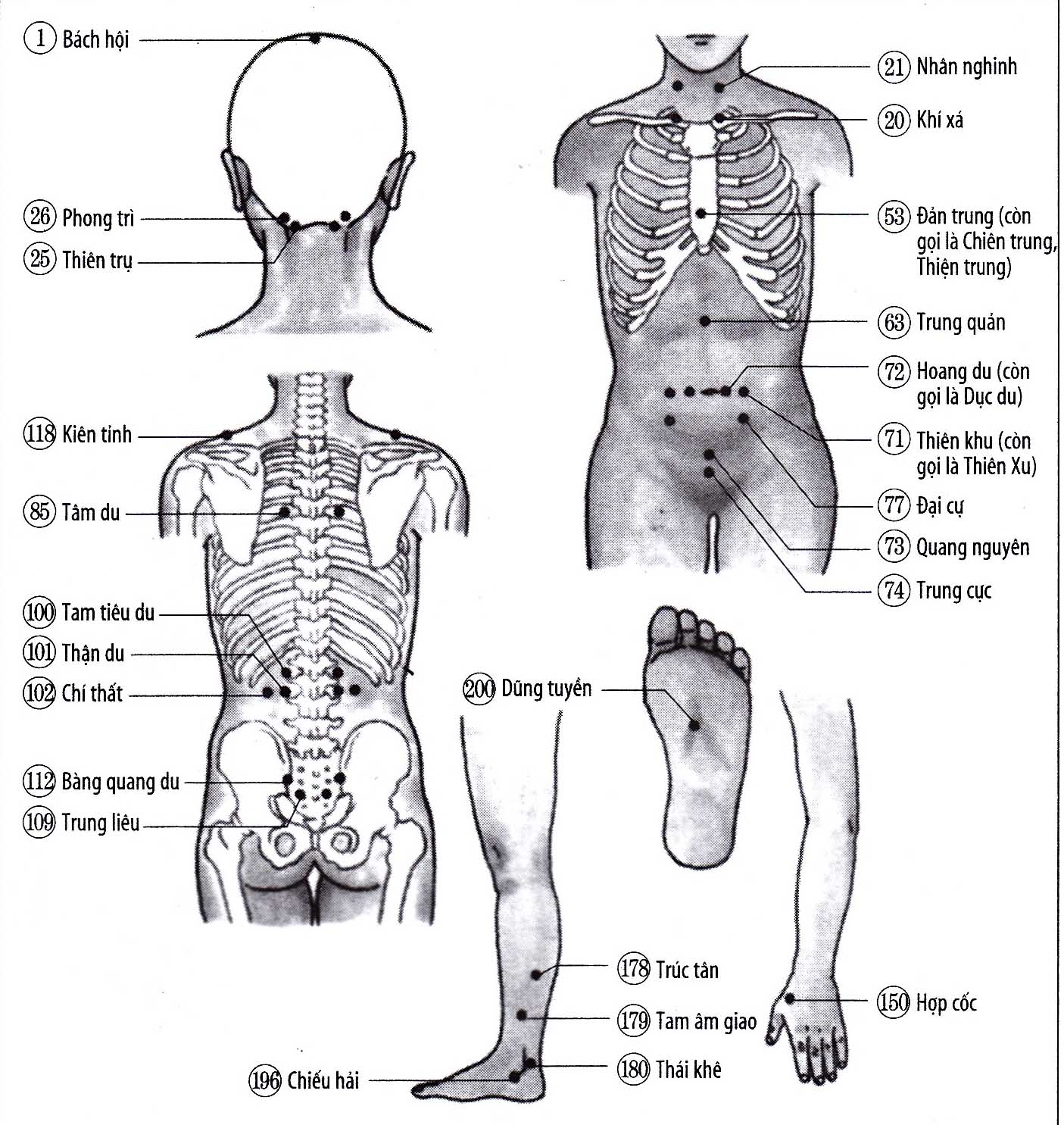 Sung huyết,đầu, tay chân hàn lạnh